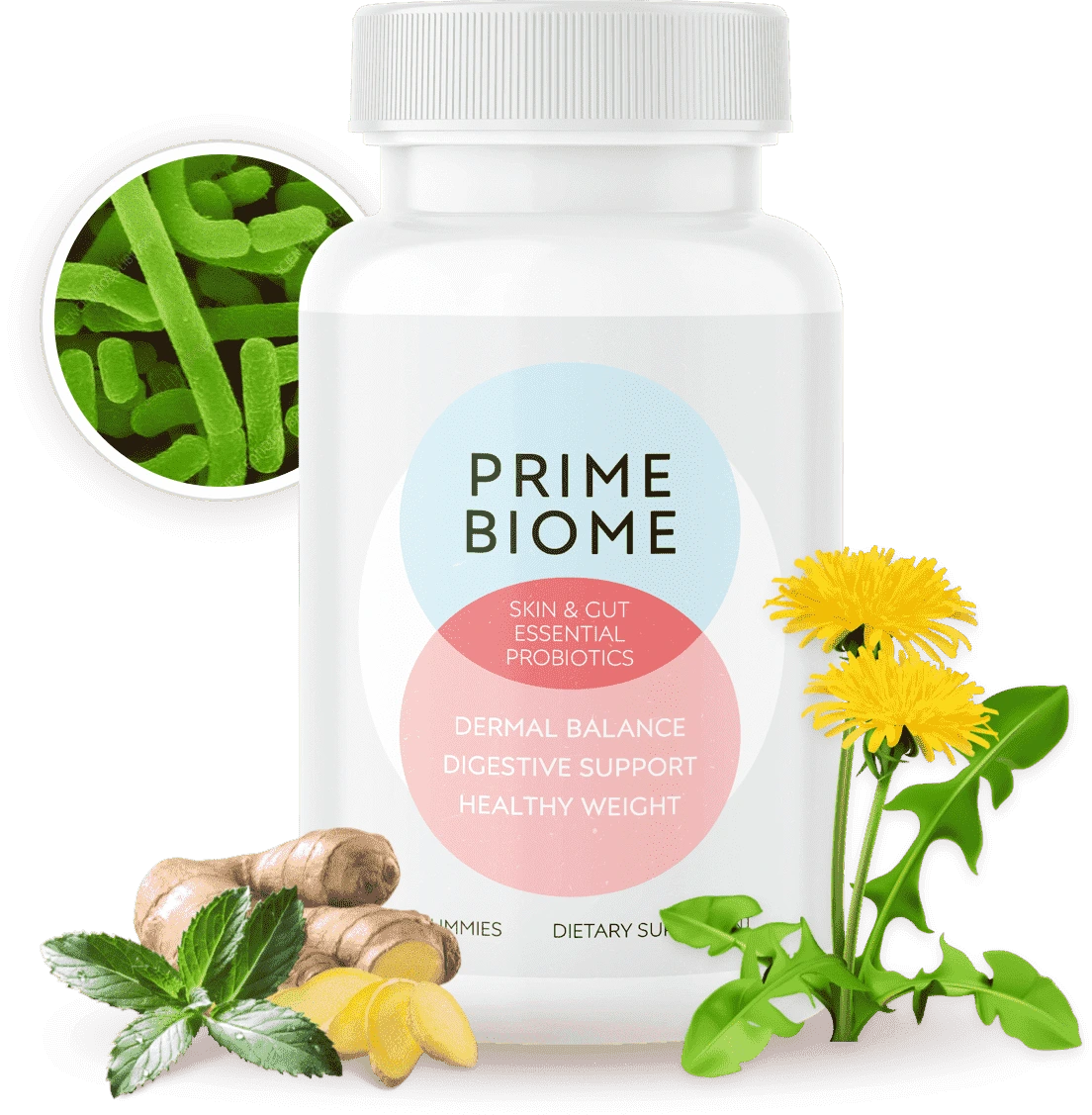 PrimeBiome bottle with B. coagulans bacteria, ginger and dandelion ingredients